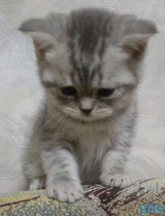 Котята, фотография 2