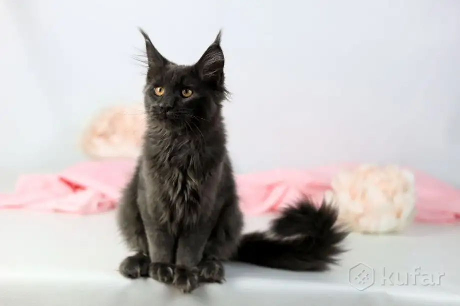 Котята Мэйн-куна, фотография 1