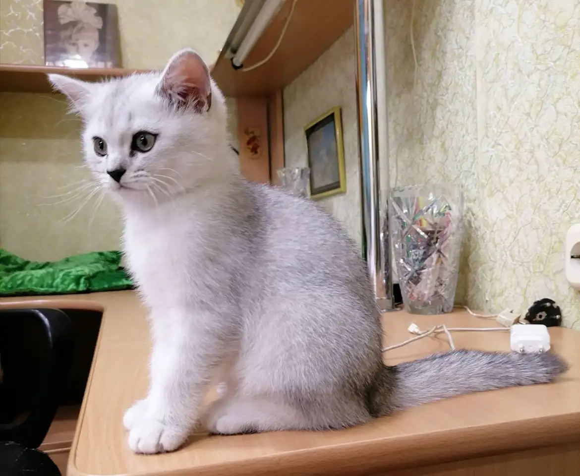 Британские серебристые котята, фотография 3