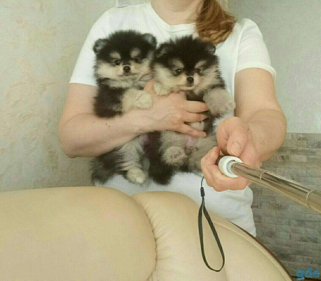 Шикарные щенки померанского шпица, фотография 2