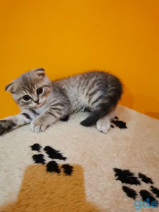 Шотландский вислоухий мальчик 1.5мес, фотография 6