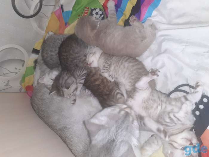 Шотландские котята, фотография 9