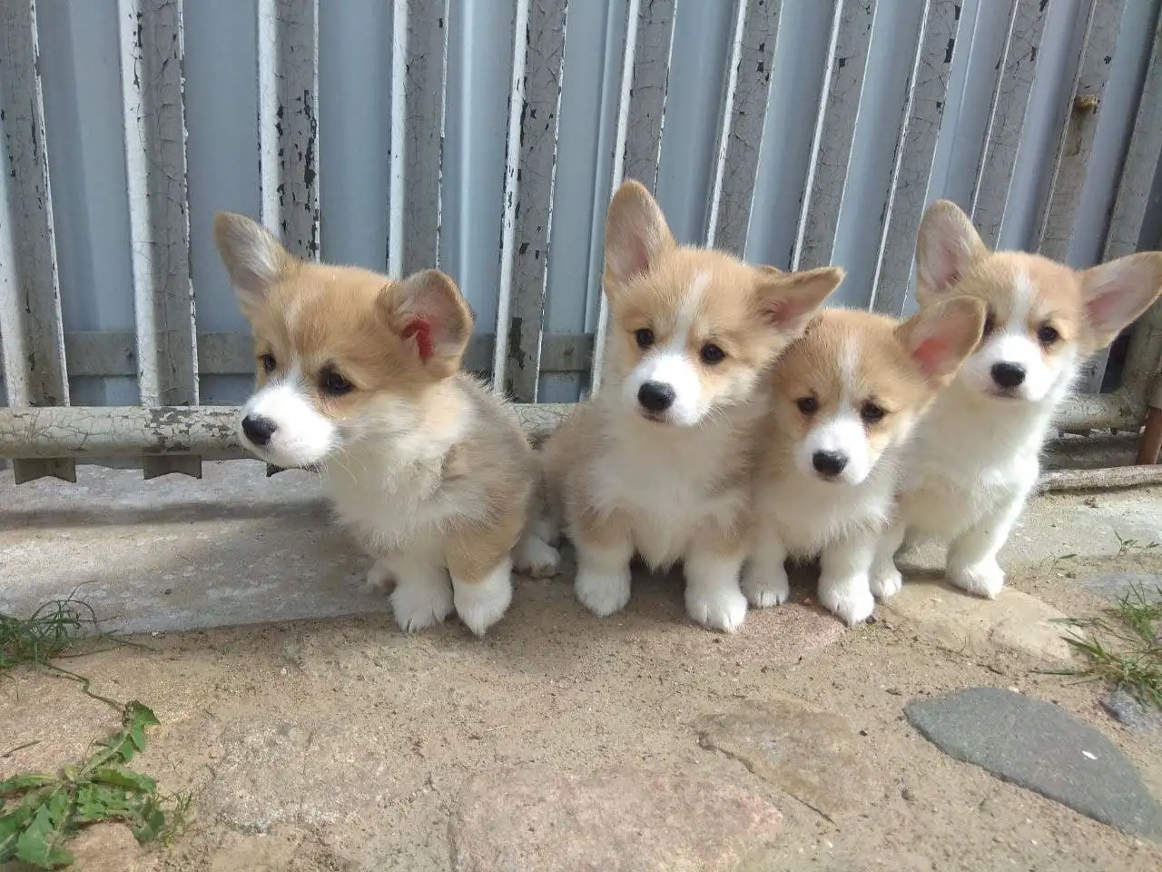 Щенки Корги Продажа, фотография 4