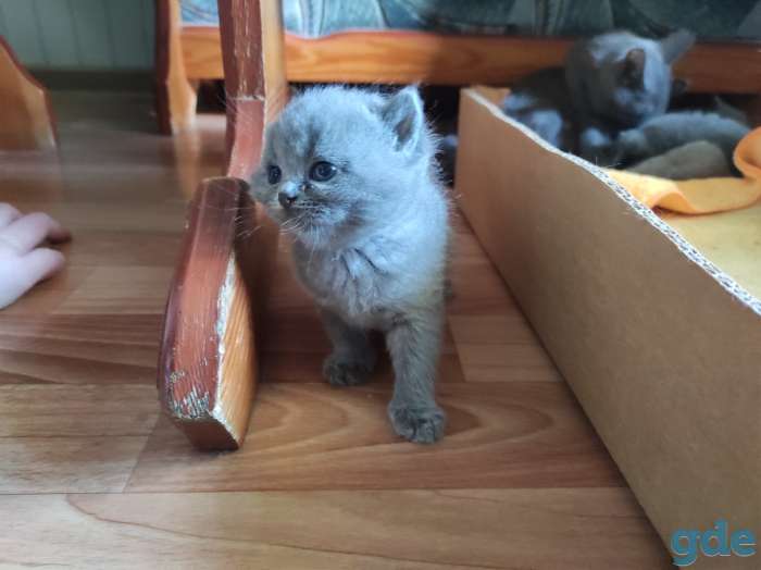Британские котята, фотография 1