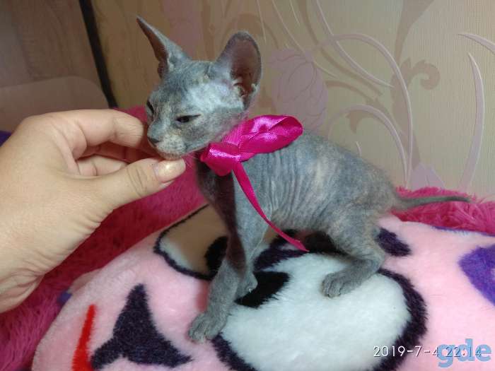 Котята донского сфинкса, фотография 2