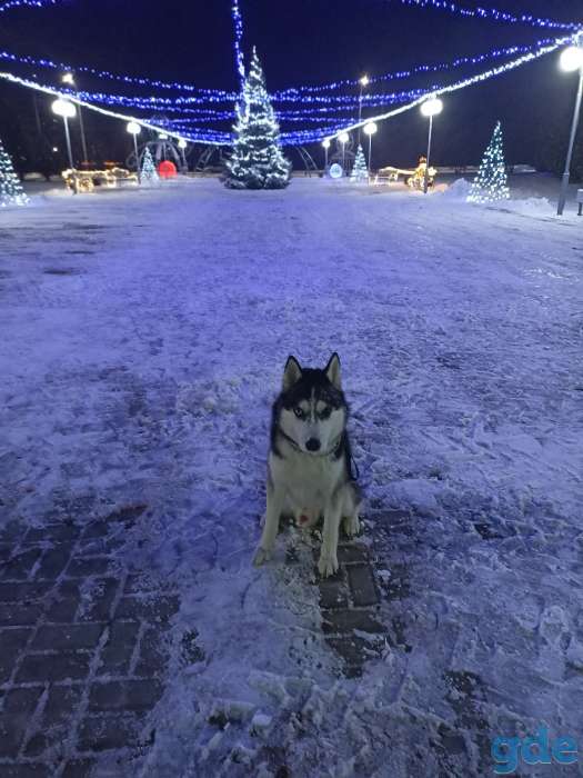 Вязка, фотография 2