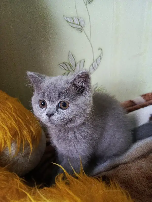 Продаю шотландских котят, фотография 5