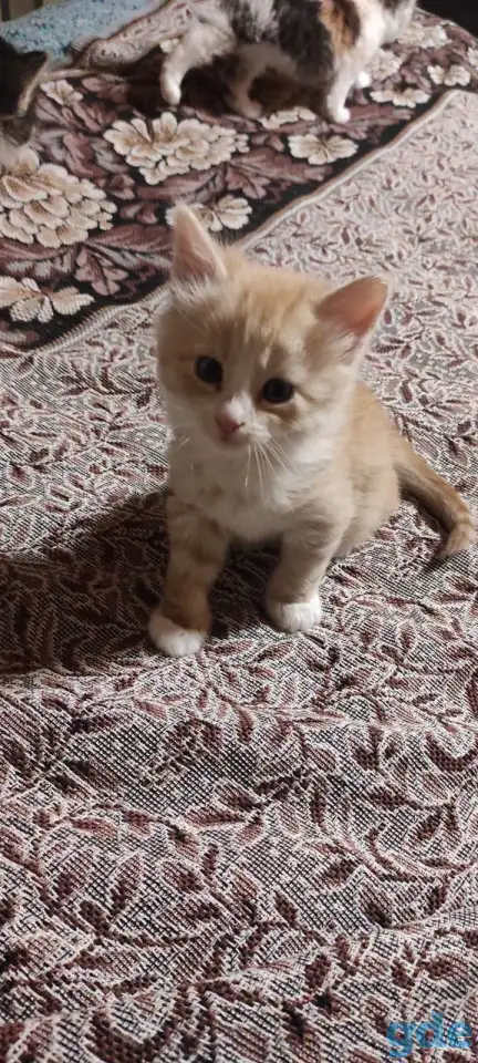 Отдам рыжего котенка-мальчика в дар, фотография 3