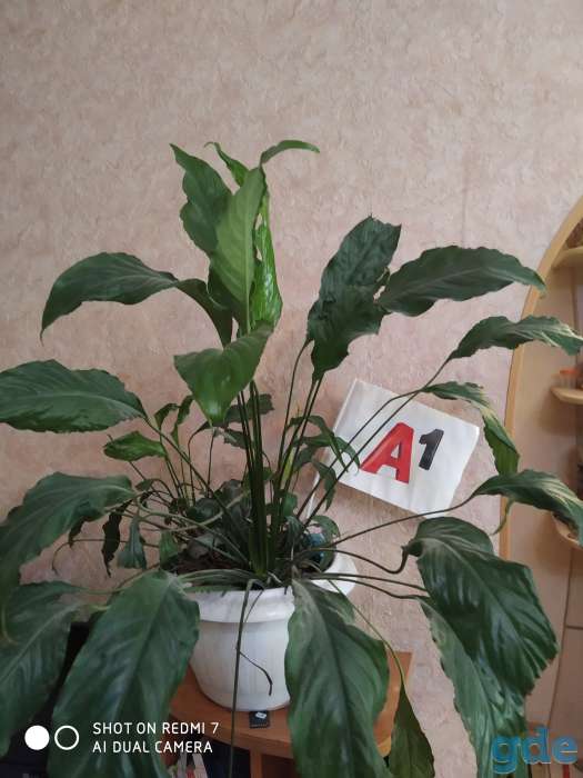 Комнатные растения в дар, фотография 1