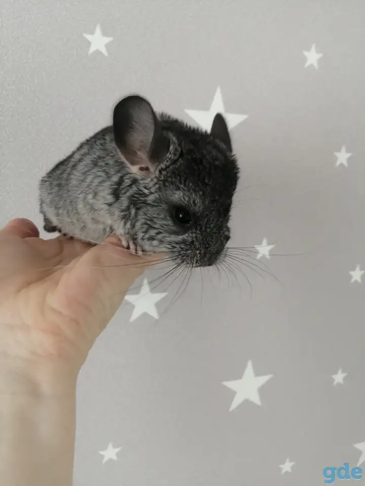 Шиншилла, фотография 3