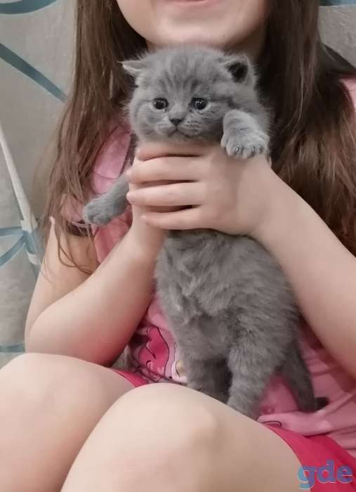 Британский котенок, фотография 2