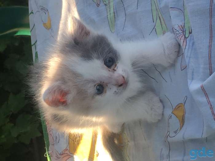 Котята, фотография 6