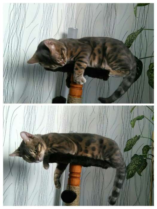 Бенгальский кот ищет подругу на вязку, фотография 1