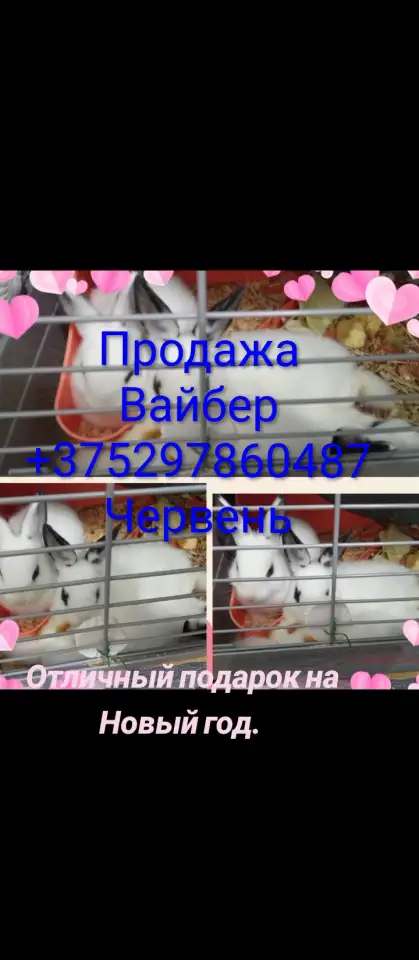 Декоративные кролики, фотография 2
