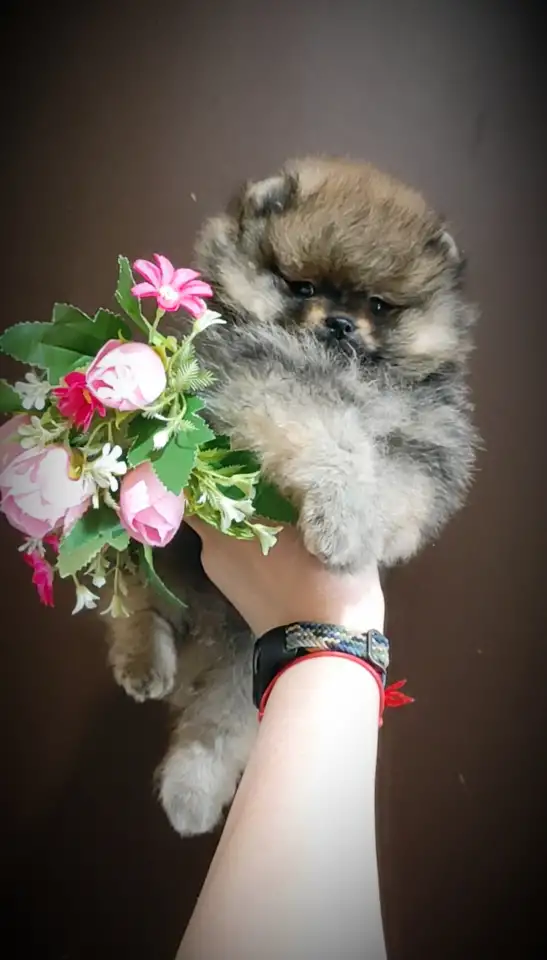 Померанский шпиц щенки. Мини мишки, фотография 4