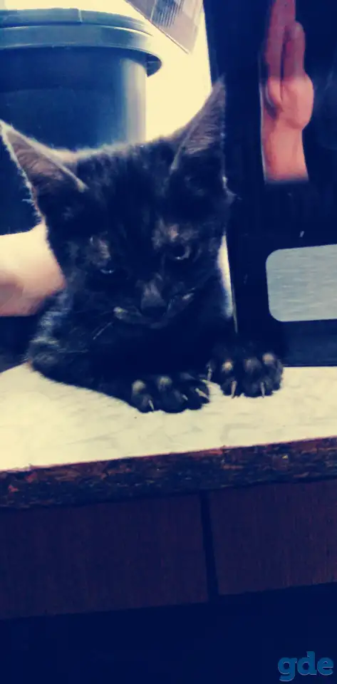Отдам котенка, фотография 3