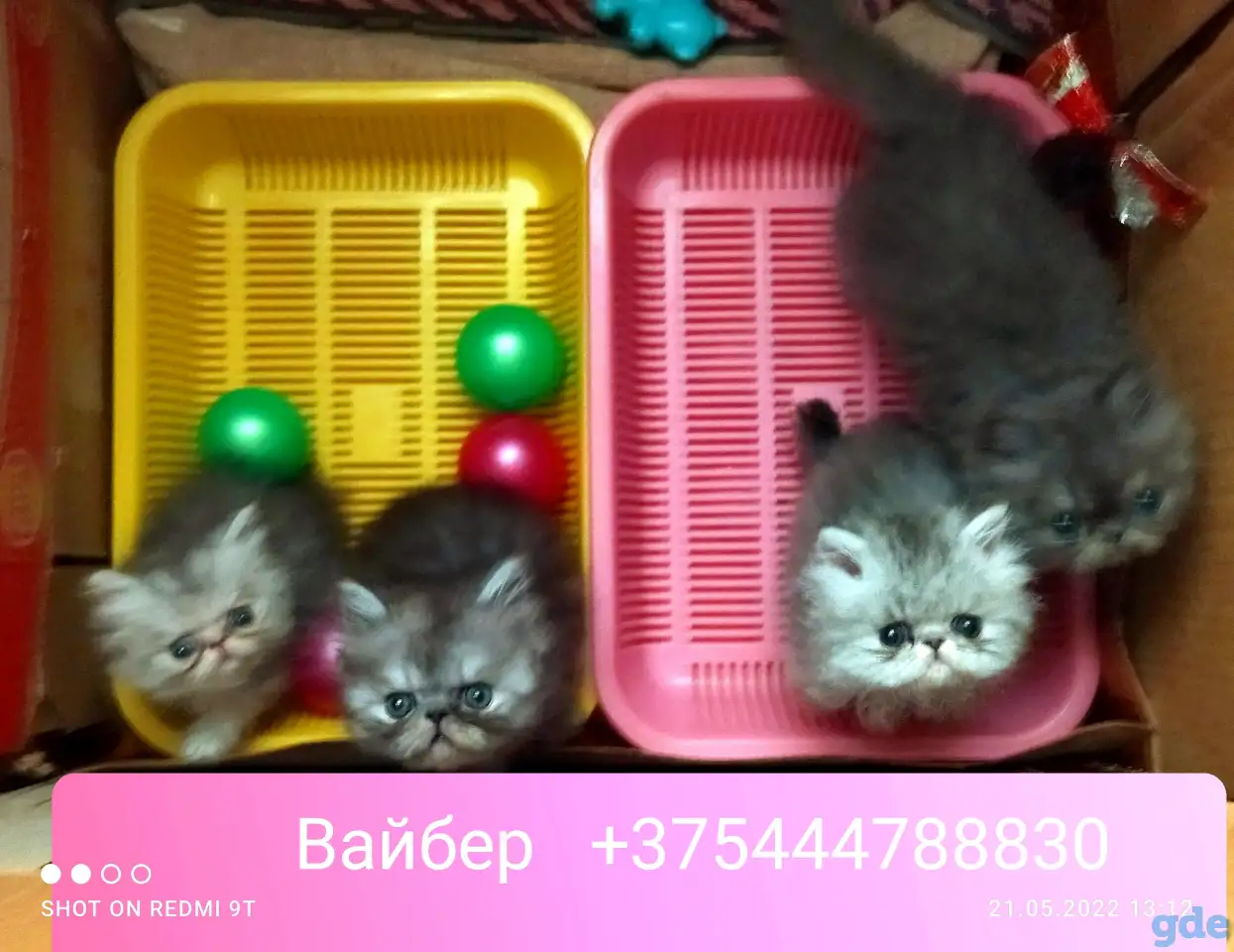 Персидские котята экстремального типа. Персы., фотография 17