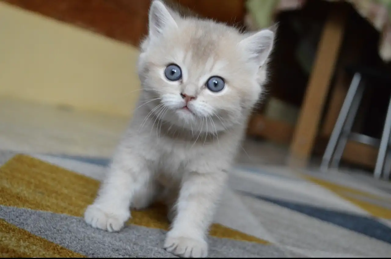 Шотландские прямоухие котята, фотография 10