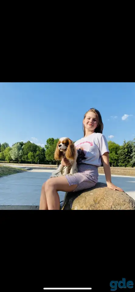 Жених Кавалер Кинг Чарльз Спаниель. Вязка, фотография 2