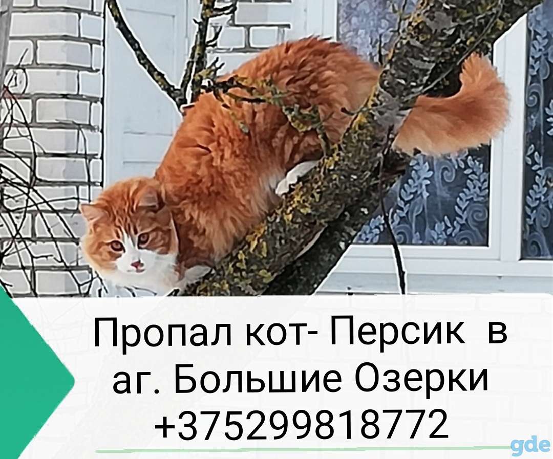 Пропал кот, фотография 1