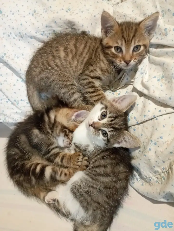 Отдам котят, ДАРОМ!, фотография 1