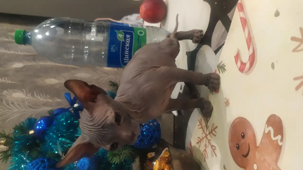 Котята донского сфинкса, фотография 2