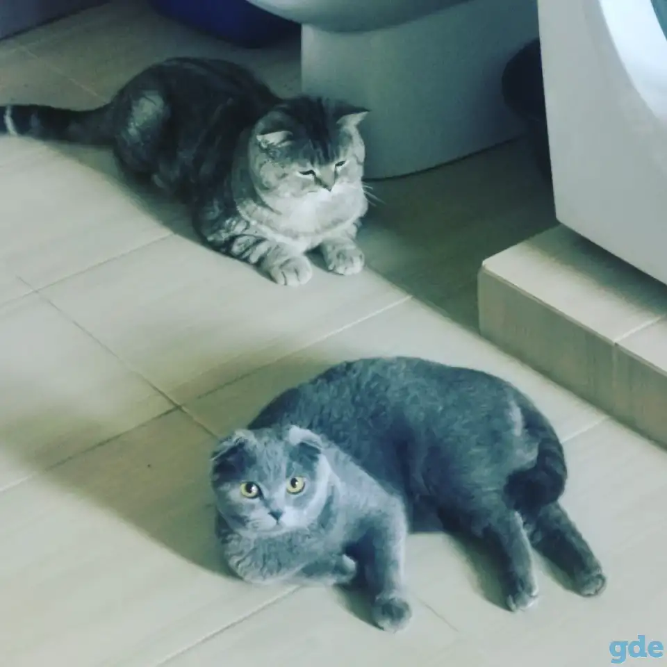 Шотландские котята, фотография 4
