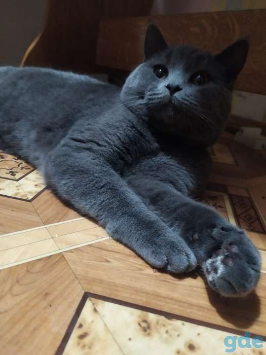 Британский короткошерстный кот, фотография 4