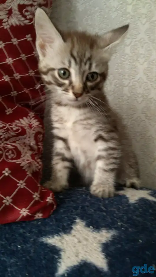 Котёнок в добрые руки, фотография 2