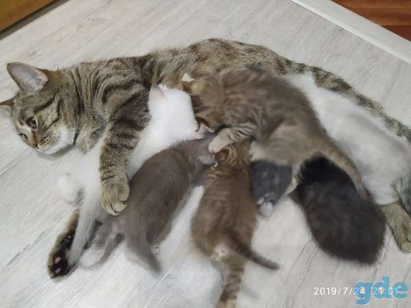 шотландские котята короткошерстные прямоухие, фотография 6
