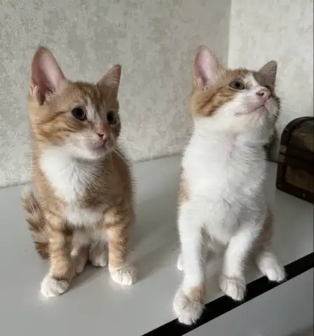 КОТЕНОК, фотография 2
