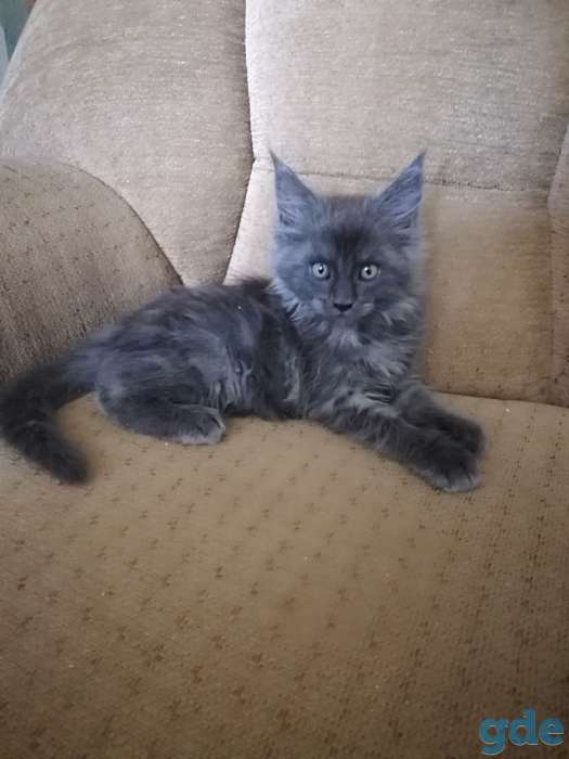 Котята Мейн кун, фотография 3