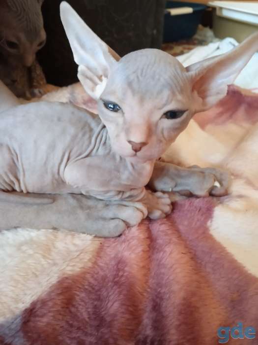 Котята донского сфинкса, фотография 4