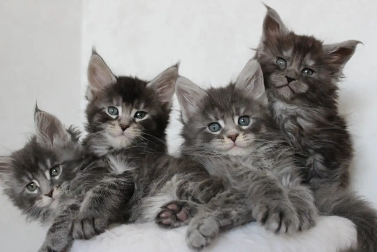Котята мейн-кун!, фотография 6