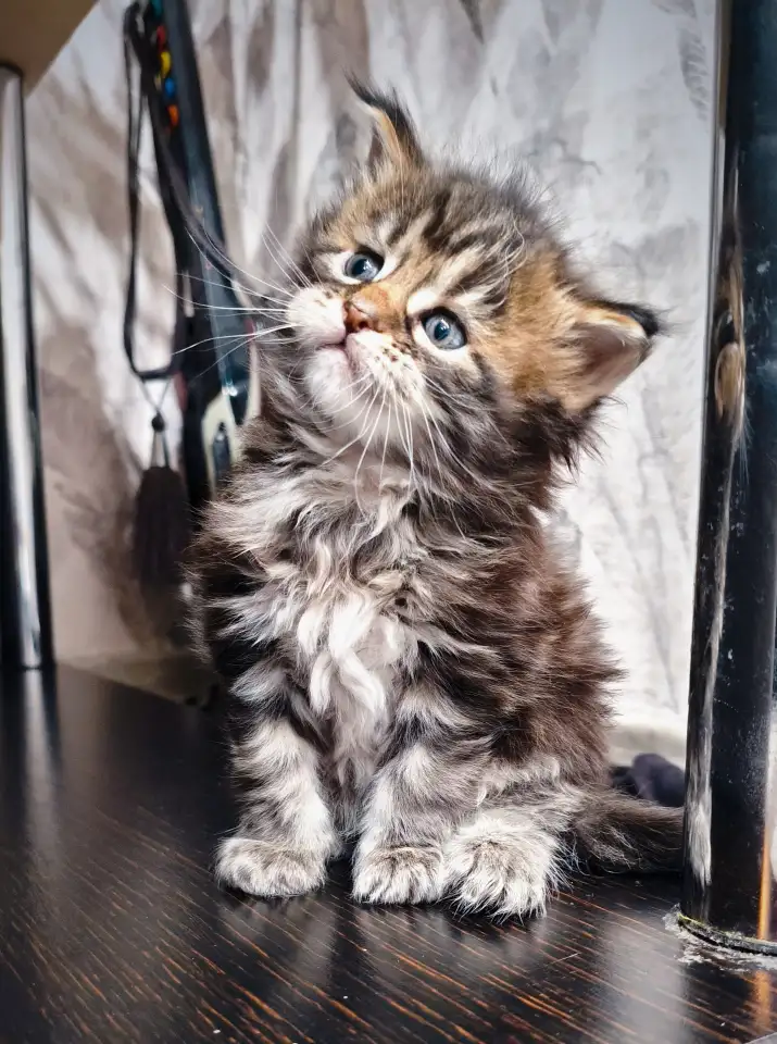 Котята Мейн-кун девочки, фотография 1
