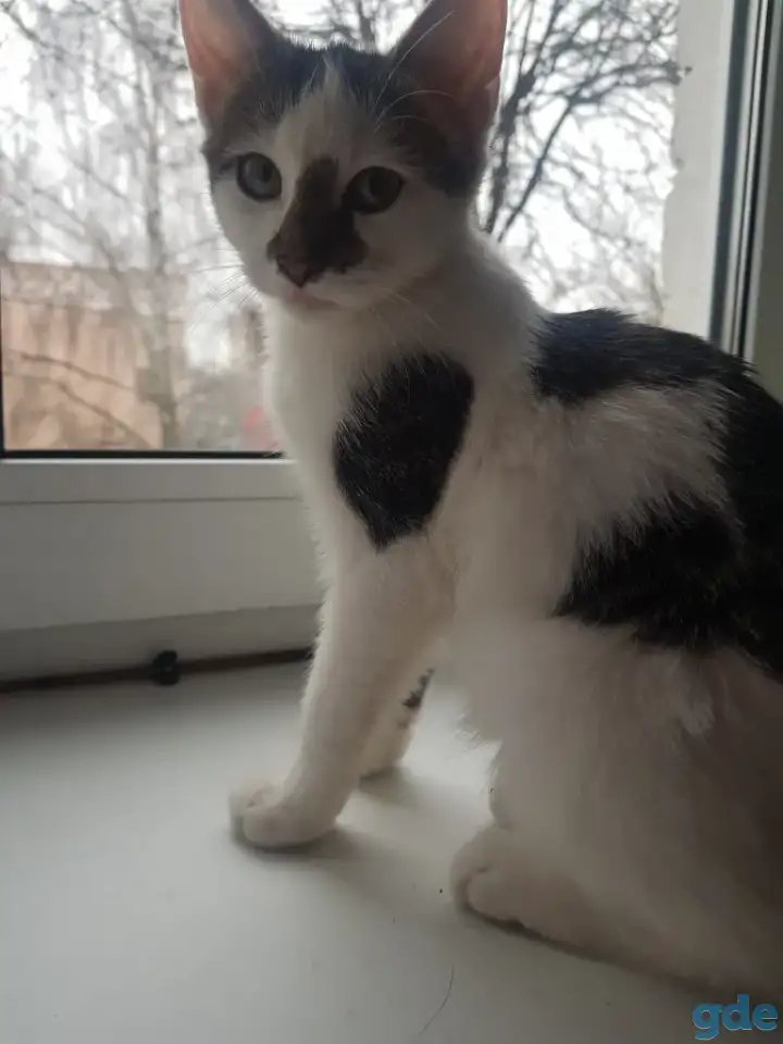 Отдам котёнка в добрые руки, фотография 6