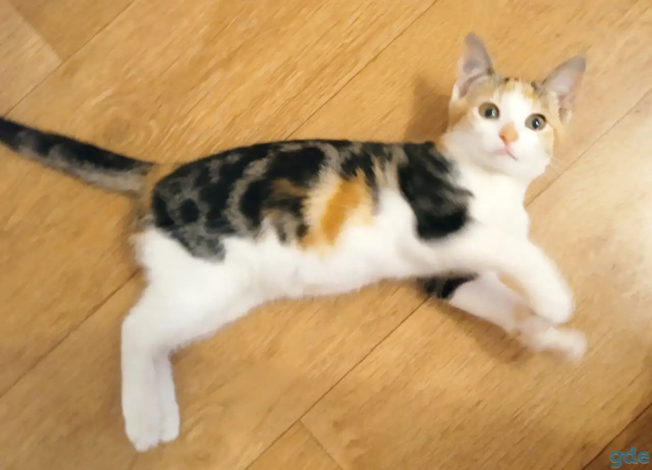 Котёнок ищет дом!, фотография 9