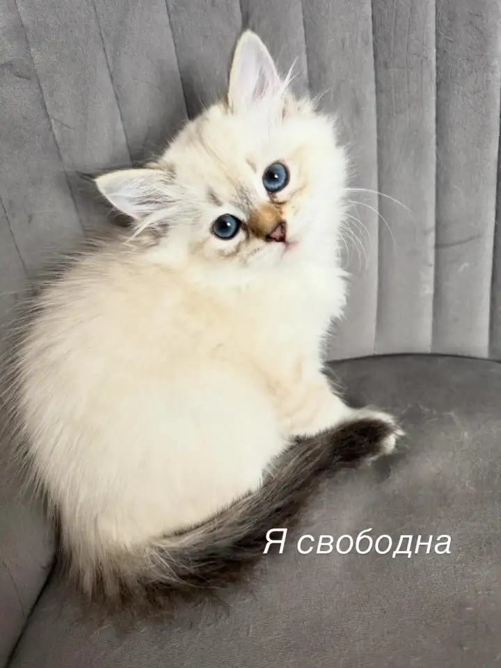 Котята Невские Маскарадные, фотография 2