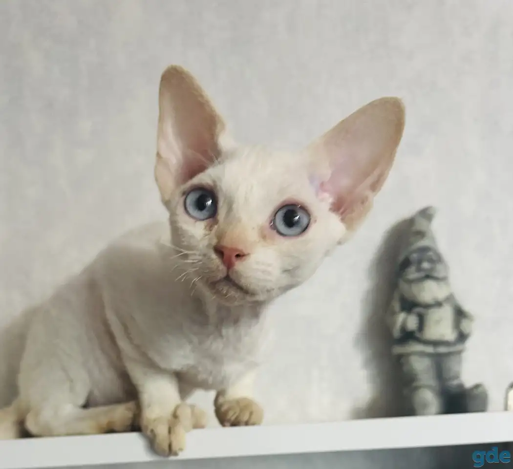 Кошка Девон рекс, фотография 5