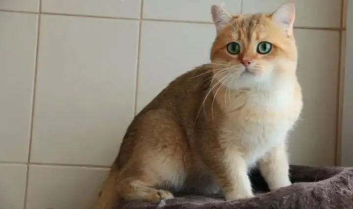 Шотландский кот вязка, фотография 1