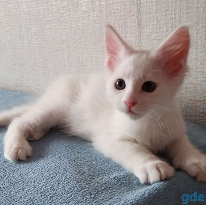 Продам котят породы Мейн-кун, фотография 4