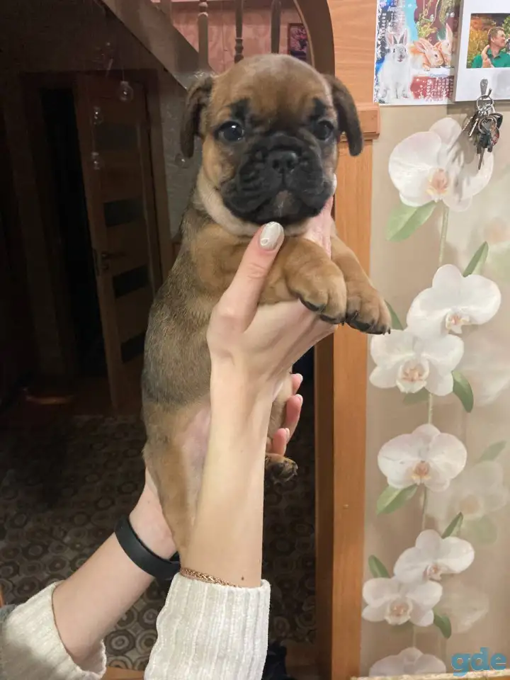 Французский бульдог, фотография 3