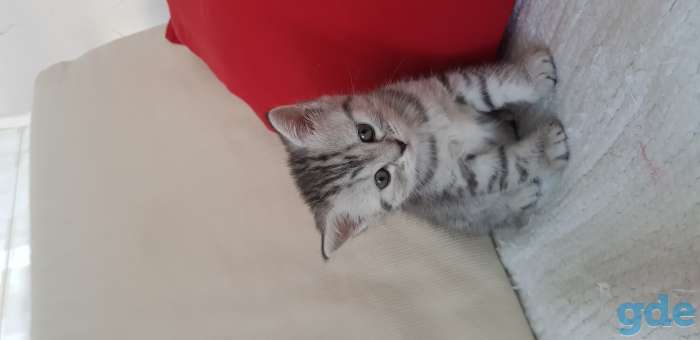 Британские котята, фотография 2