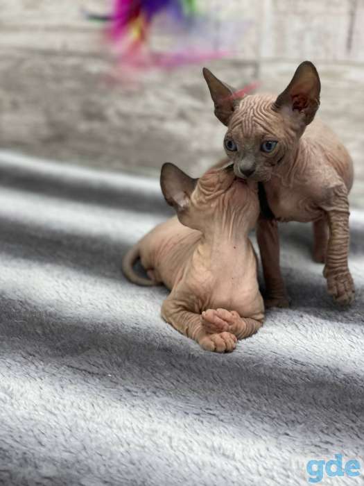 Котята канадского сфинкса, фотография 2