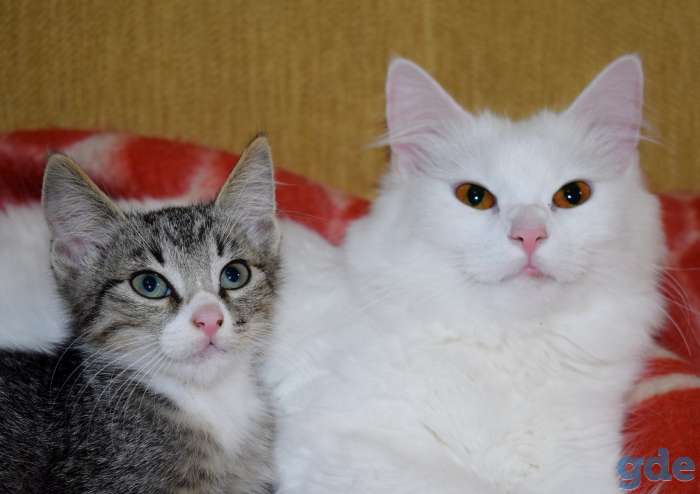 Котята красавцы ищут дом!, фотография 10
