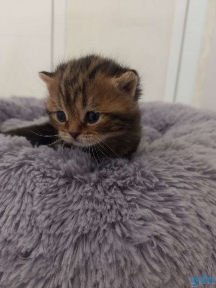 Шотландские котята, фотография 5