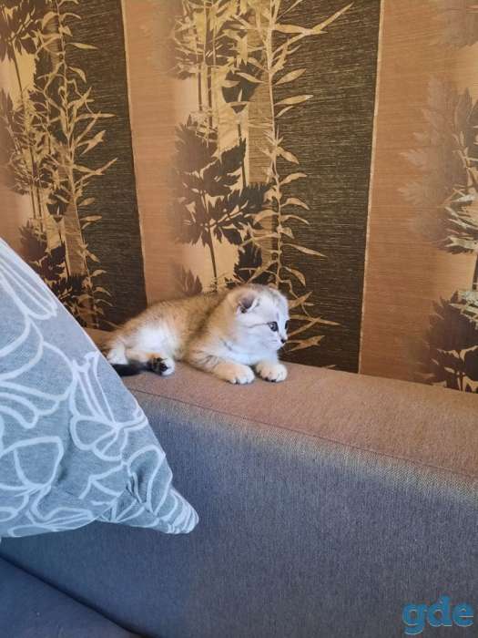 Шотландские котята, фотография 4