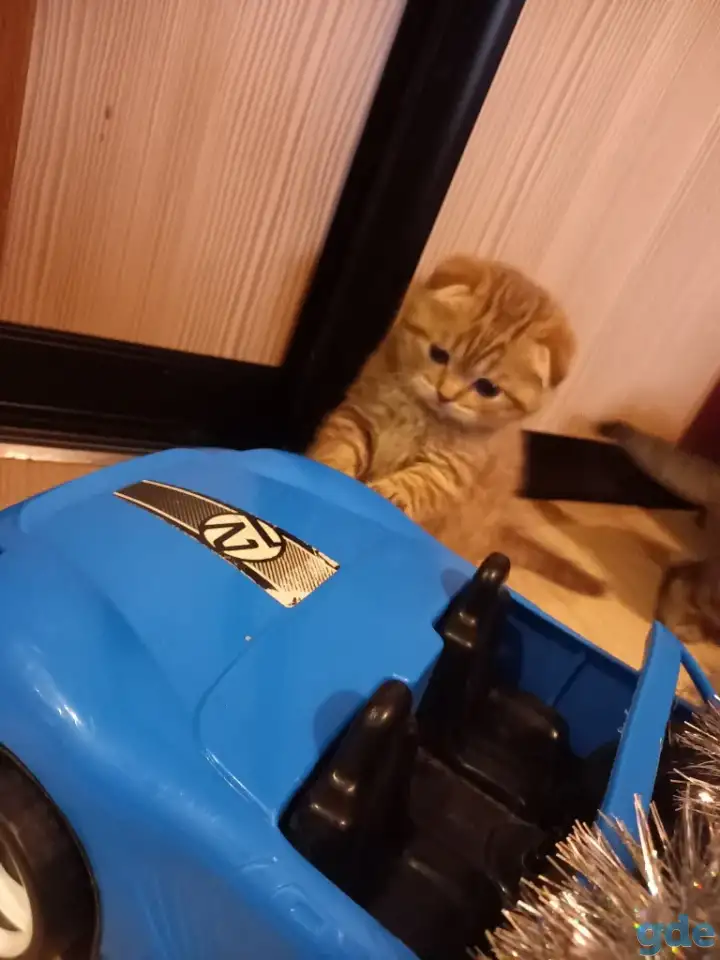 Шотландские котята, фотография 1