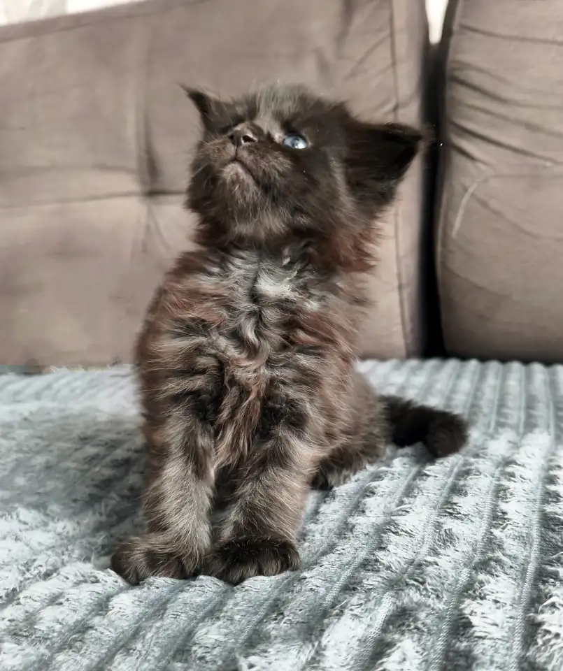 Котята Мейн-кун девочки, фотография 5