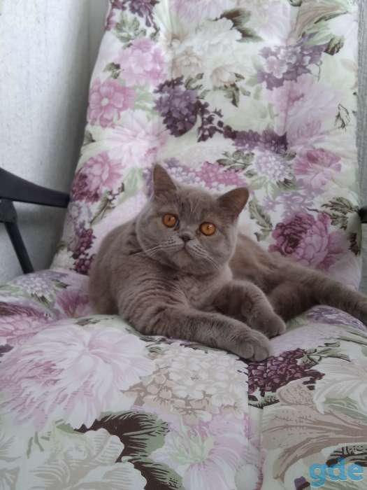 Пропала  породистая кошка ( Британской породы)., фотография 1